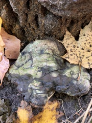 Ganoderma megaloma