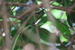 Hapsidophrys smaragdinus