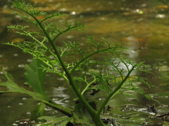 Ceratopteris pteridoides