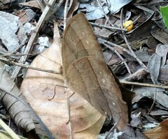 Taygetis rufomarginata