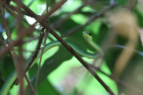 Emerald Snake