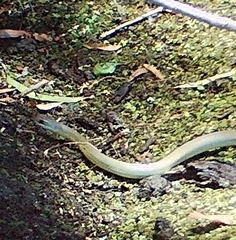 Coluber constrictor mormon