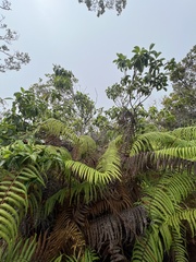 Psychotria mariniana