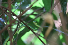 Hapsidophrys smaragdinus