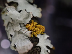Xanthorioideae