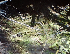 Coluber constrictor mormon