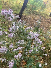 Symphyotrichum cordifolium