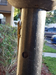 Anolis sagrei