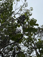 Cheirodendron platyphyllum