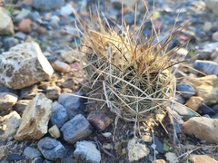 Ancistrocactus scheeri