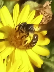 Lasioglossum fuscipenne
