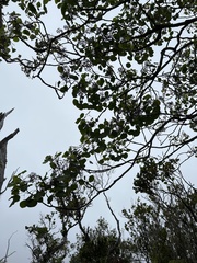 Cheirodendron platyphyllum