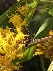 Lasioglossum fuscipenne