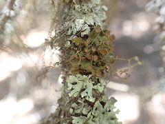Tuckermanopsis orbata