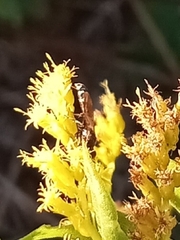 Lasioglossum fuscipenne