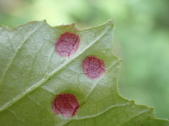 Puccinia linkii