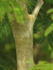 Chloroleucon mangense