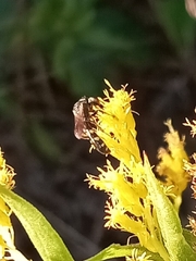 Lasioglossum fuscipenne