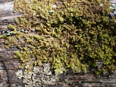 Ptilidium pulcherrimum