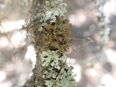 Tuckermanopsis orbata