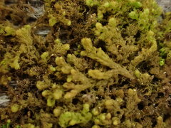 Ptilidium pulcherrimum