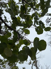 Cheirodendron platyphyllum