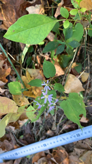 Symphyotrichum cordifolium
