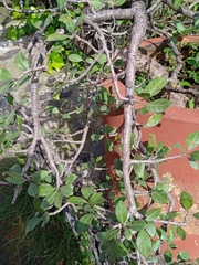 Bursera