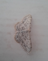 Scopula marginepunctata