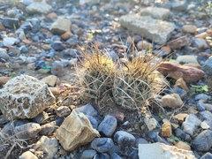 Ancistrocactus scheeri
