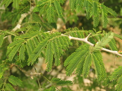 Chloroleucon mangense