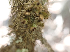 Tuckermanopsis orbata