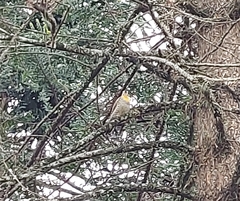 Colaptes campestris campestroides