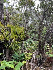 Elaphoglossum aemulum