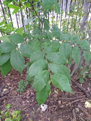 Ulmus