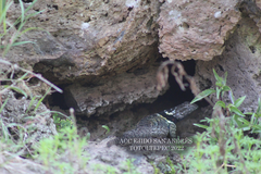 Sceloporus torquatus