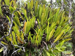 Elaphoglossum aemulum