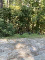 Meleagris gallopavo silvestris