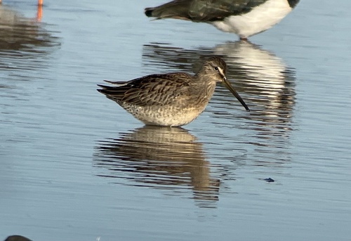 Agujeta escolopácea (Limnodromus scolopaceus)