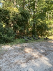 Meleagris gallopavo silvestris