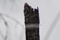 Melanerpes formicivorus