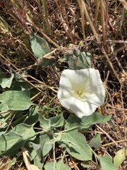 Calystegia subacaulis