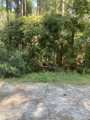 Meleagris gallopavo silvestris