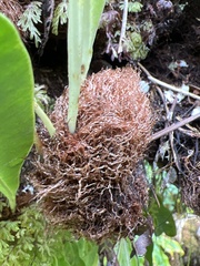 Elaphoglossum aemulum