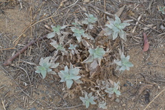 Camissoniopsis cheiranthifolia