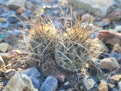 Ancistrocactus scheeri