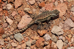 Sceloporus grammicus