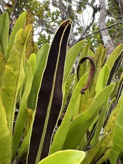 Elaphoglossum aemulum