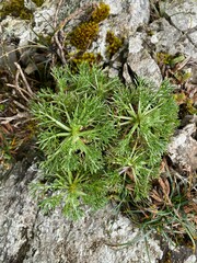 Artemisia morrisonensis