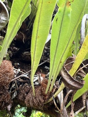 Elaphoglossum aemulum